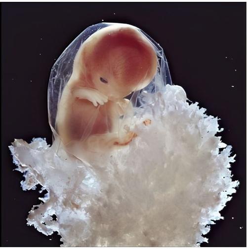 代生孩子网站【代生孩子网站:新生命的选择】